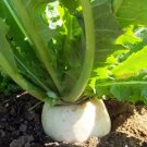 1200 Seeds Plant Vegetable Shogoin Japanese Turnip