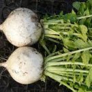 Japanese Turnip 2400 Seeds Plant Vegetable Shogoin