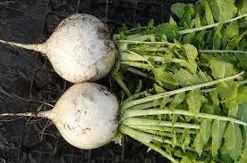 Japanese Turnip 2400 Seeds Plant Vegetable Shogoin