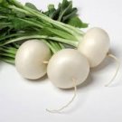 4800 Seeds Plant Vegetable Shogoin Japanese Turnip