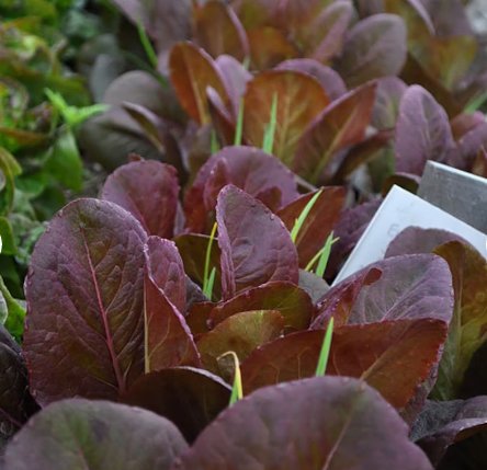 250 Seeds Plant Vegetable Rouge d'Hiver Romaine Lettuce