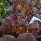 250 Seeds Plant Vegetable Rouge d'Hiver Romaine Lettuce