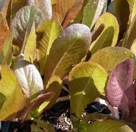 500 Seeds Plant Vegetable Rouge d'Hiver Romaine Lettuce