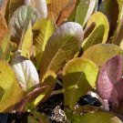 500 Seeds Plant Vegetable Rouge d'Hiver Romaine Lettuce