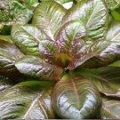 Rouge d'Hiver Romaine Lettuce 1000 Seeds Plant Vegetable