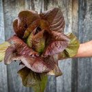 Lettuce 2000 Seeds Plant Vegetable Rouge d'Hiver Romaine