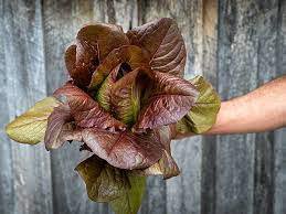 Lettuce 2000 Seeds Plant Vegetable Rouge d'Hiver Romaine