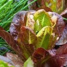 Vegetable Rouge d'Hiver Romaine Lettuce 8000 Seeds Plant