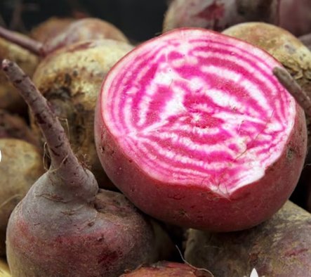 Vegetable Chioggia Beet Seeds 150 Seeds Plant