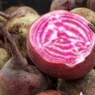 Vegetable Chioggia Beet Seeds 150 Seeds Plant