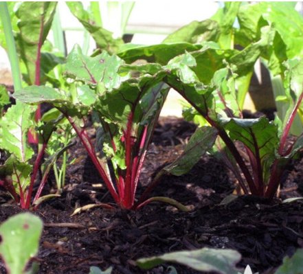 Seeds 300 Seeds Plant Vegetable Chioggia Beet