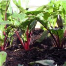 Seeds 300 Seeds Plant Vegetable Chioggia Beet