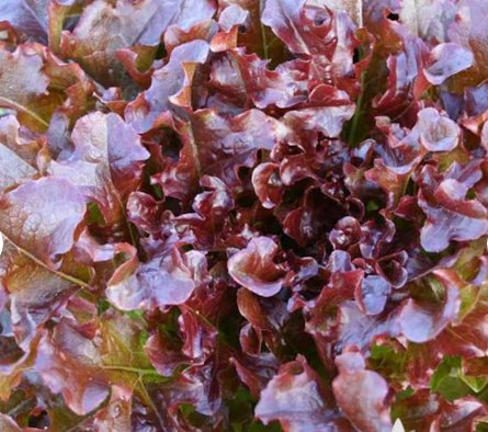 Vegetable Red Salad Bowl Lettuce 250 Seeds Plant
