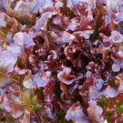 Vegetable Red Salad Bowl Lettuce 250 Seeds Plant