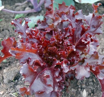 Lettuce 500 Seeds Plant Vegetable Red Salad Bowl