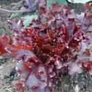 Lettuce 500 Seeds Plant Vegetable Red Salad Bowl