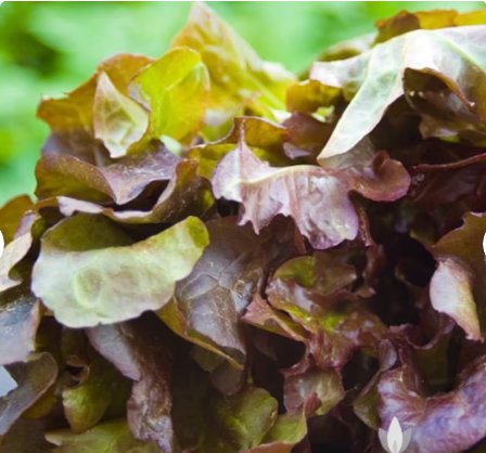 Lettuce 500 Seeds Plant Vegetable Red Salad Bowl