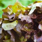 Lettuce 500 Seeds Plant Vegetable Red Salad Bowl