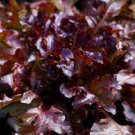 Vegetable Red Salad Bowl Lettuce 2000 Seeds Plant