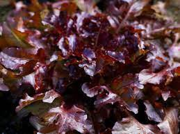 Vegetable Red Salad Bowl Lettuce 2000 Seeds Plant