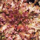 Bowl Lettuce 4000 Seeds Vegetable Red Salad Plant