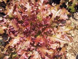 Bowl Lettuce 4000 Seeds Vegetable Red Salad Plant