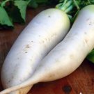 Japanese Minowase Daikon Radish 250 Seeds Vegetable