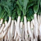 500 Seeds Vegetable Japanese Minowase Daikon Radish