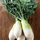 Radish 2000 Seeds Japanese Minowase Daikon Vegetable