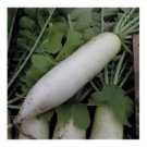 Daikon Vegetable Radish 4000 Seeds Japanese Minowase