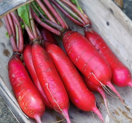 Vegetable 250 Seeds China Rose Radish