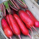 Vegetable 250 Seeds China Rose Radish