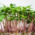 China Rose Radish Vegetable 2000 Seeds