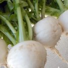 Vegetable 300 Seeds Shogoin Japanese Turnip