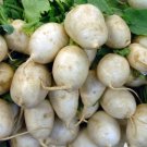 Shogoin Japanese Turnip Vegetable 600 Seeds