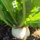 Vegetable Shogoin Japanese Turnip 1200 Seeds