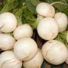 Vegetable Shogoin Japanese Turnip 1200 Seeds