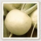 Turnip 2400 Seeds Vegetable Shogoin Japanese