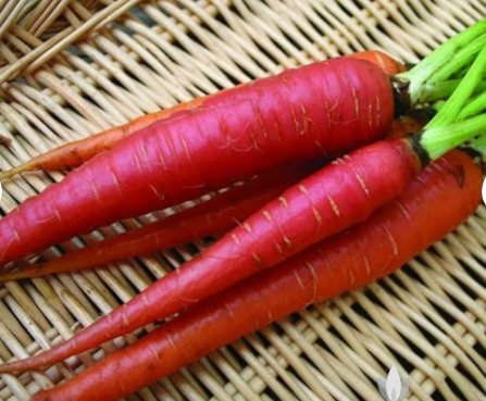 300 Seeds Vegetable Atomic Red Carrot Seeds