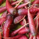 Atomic Red Carrot Seeds 600 Seeds Vegetable