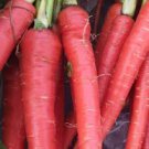 Seeds Atomic Red Vegetable Carrot Seeds 4800