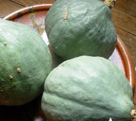 20 Seeds Blue Hubbard Winter Squash