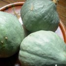 20 Seeds Blue Hubbard Winter Squash