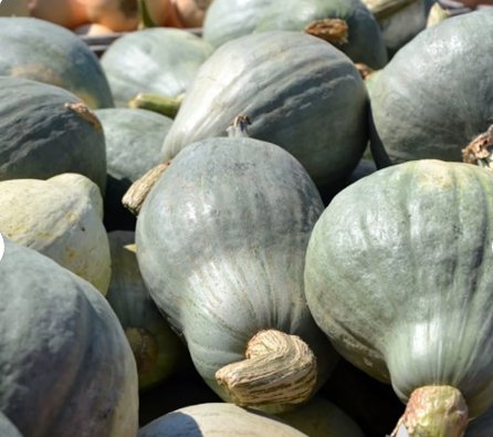 Winter Squash Vegetable 80 Seeds Blue Hubbard