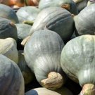 Winter Squash Vegetable 80 Seeds Blue Hubbard
