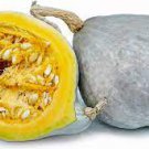 Squash Blue Hubbard Vegetable 320 Seeds Winter