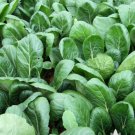 200 Seeds Komatsuna Tendergreen Mustard Greens Heirloom Seeds Vegetable