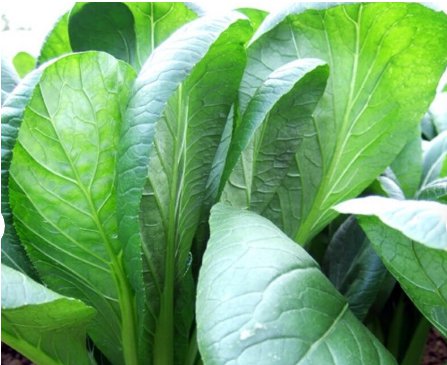 Mustard Greens Heirloom Seeds Vegetable 400 Seeds Komatsuna Tendergreen