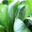 Mustard Greens Heirloom Seeds Vegetable 400 Seeds Komatsuna Tendergreen