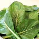 Seeds Vegetable 800 Seeds Komatsuna Tendergreen Mustard Greens Heirloom